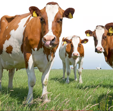 100% Whey Grass Fed